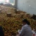中油4号大量上市，货源充足