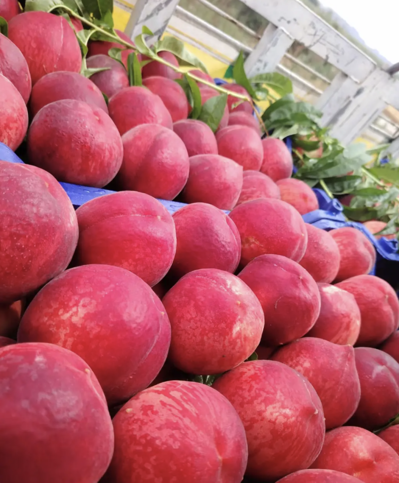 春雪桃，红肉，保质保量，原产地现摘现发。