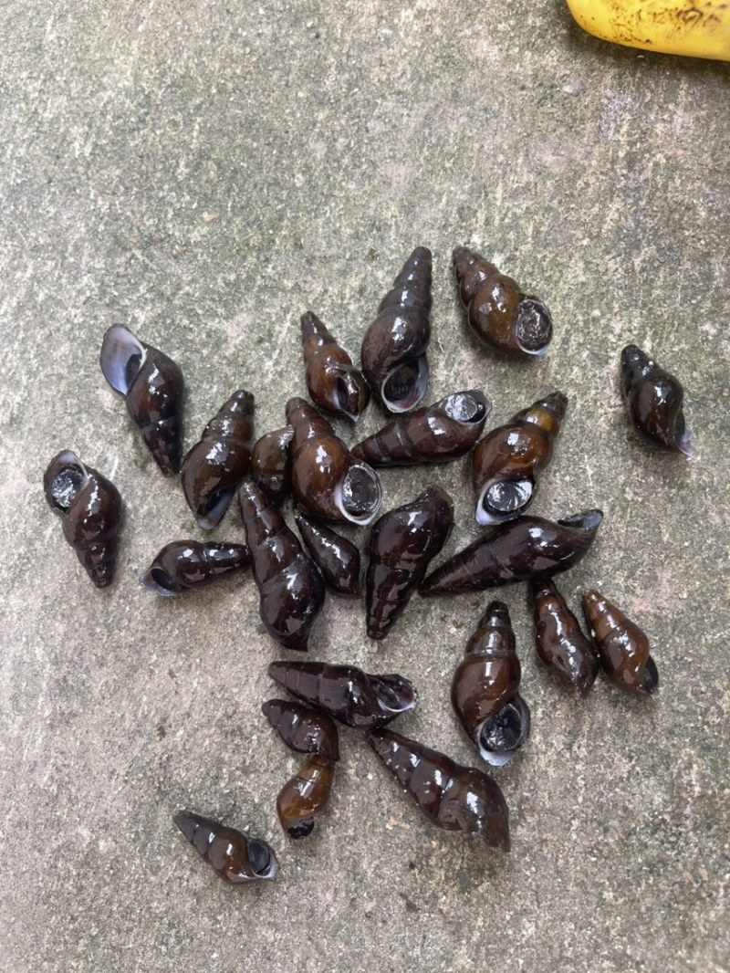 山坑螺，黑黄螺，靓螺，清水螺