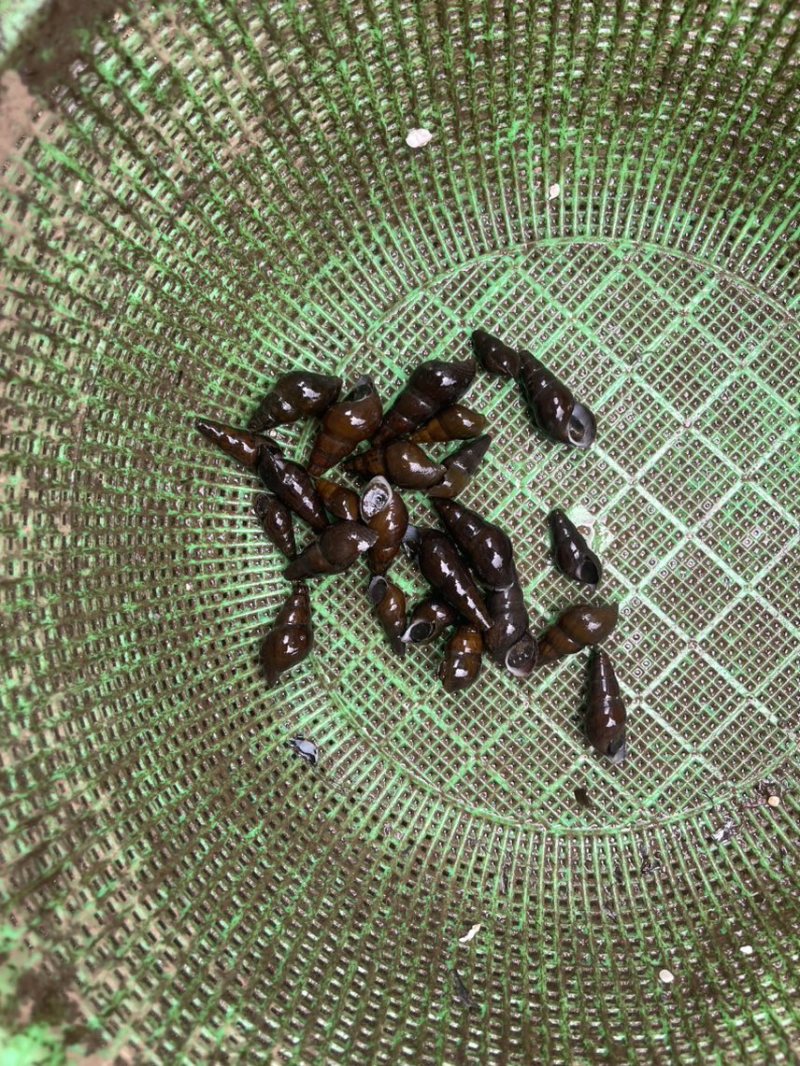 山坑螺，黑黄螺，靓螺，清水螺