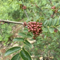 云南青花椒，大红袍花椒