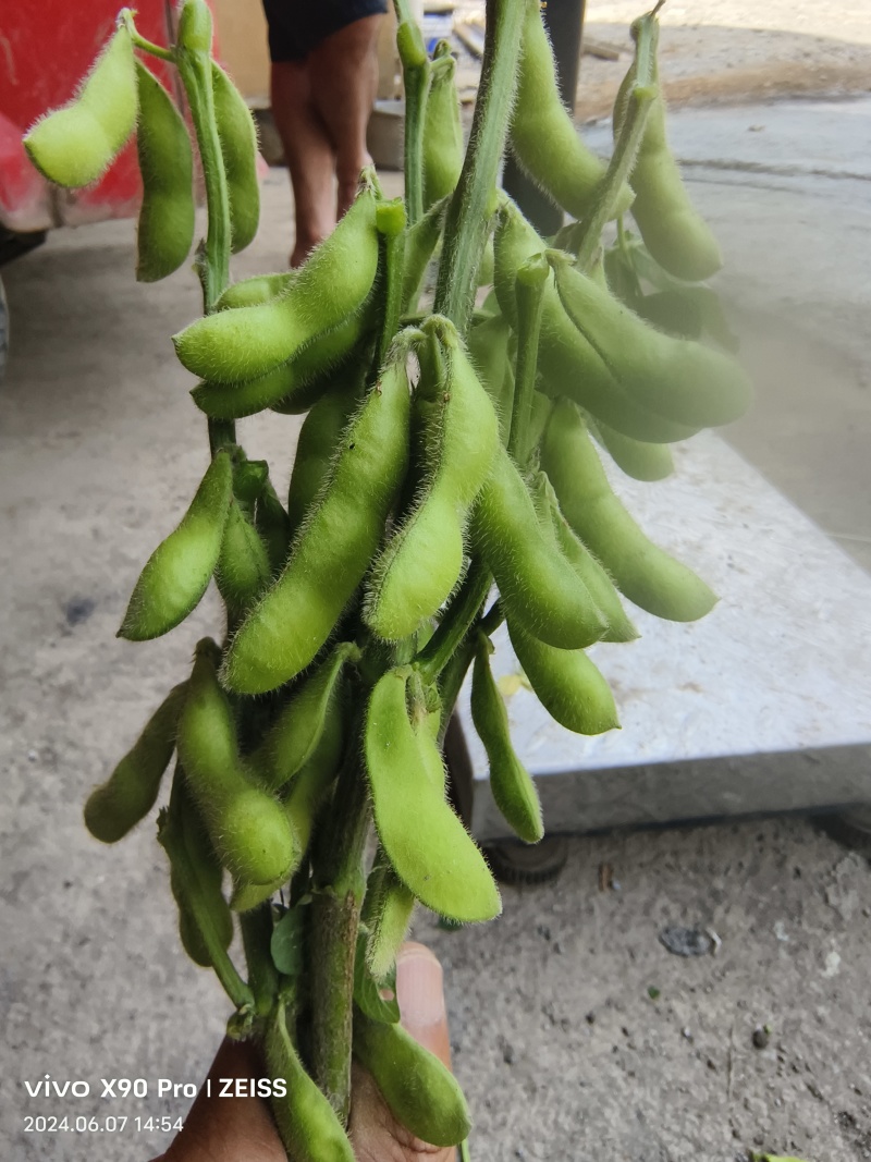 毛豆