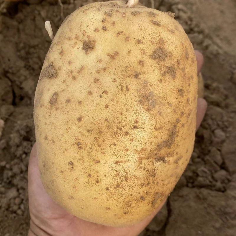 沃土5号大量上市。需要的联系。