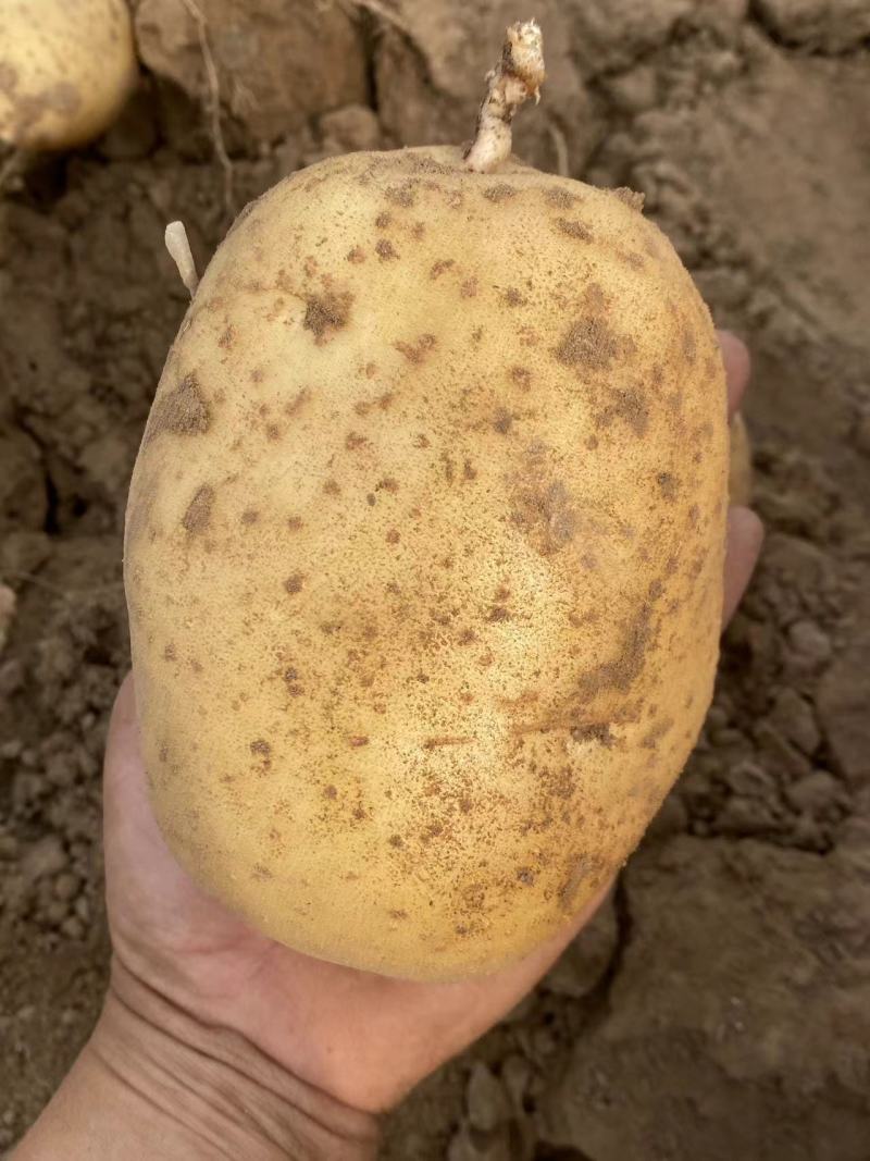 沃土5号大量上市。需要的联系。
