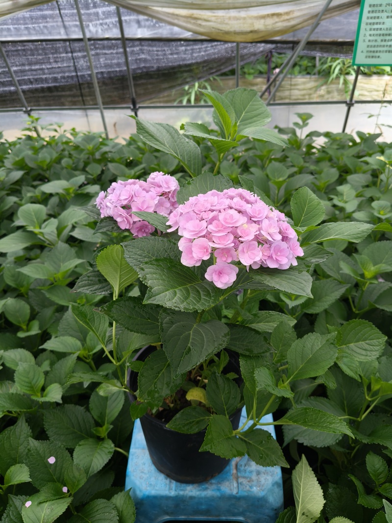 法国绣球花无尽夏2加伦，价格美丽，欢迎订购。