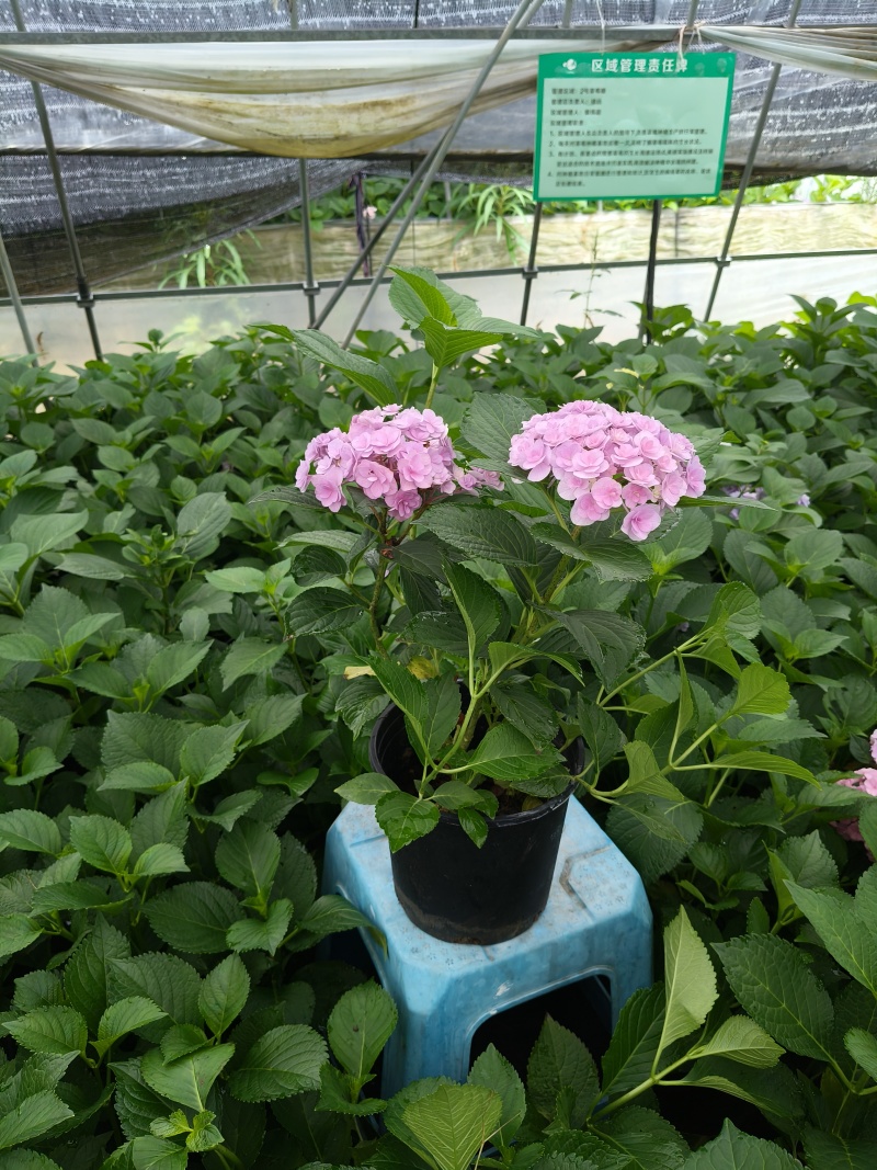 法国绣球花无尽夏2加伦，价格美丽，欢迎订购。