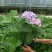 法国绣球花无尽夏2加伦，价格美丽，欢迎订购。