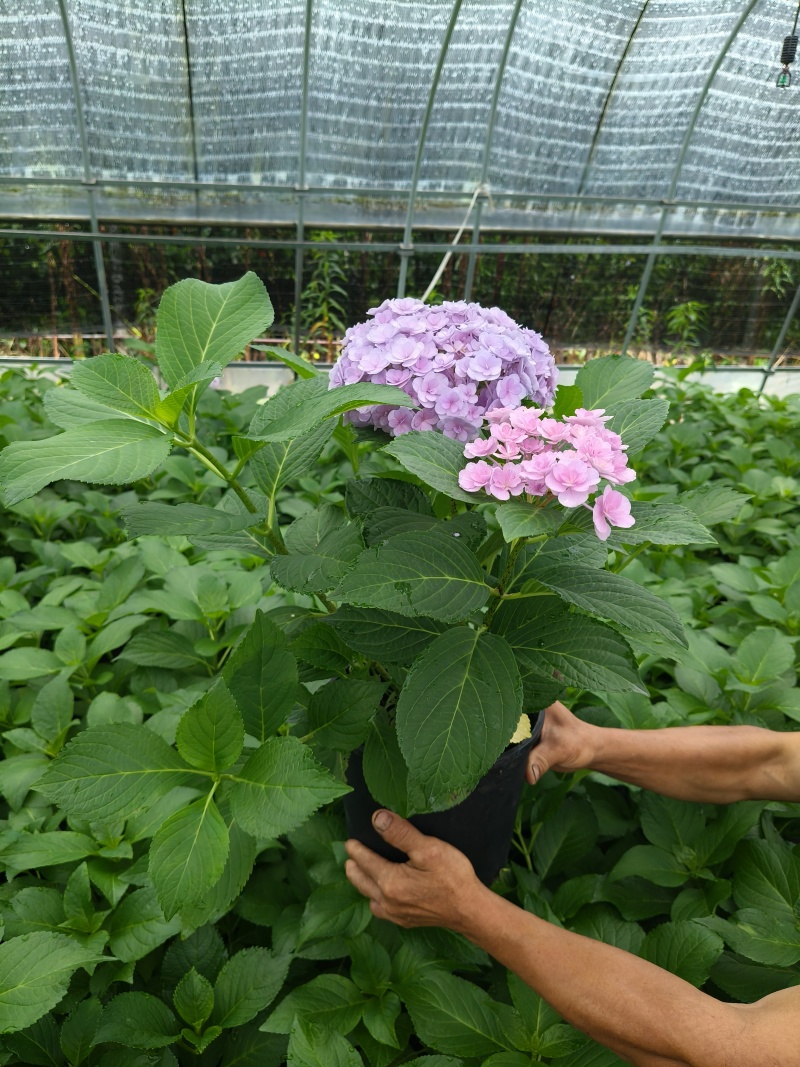 法国绣球花无尽夏2加伦，价格美丽，欢迎订购。