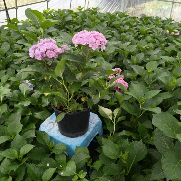 法国绣球花无尽夏2加伦，价格美丽，欢迎订购。