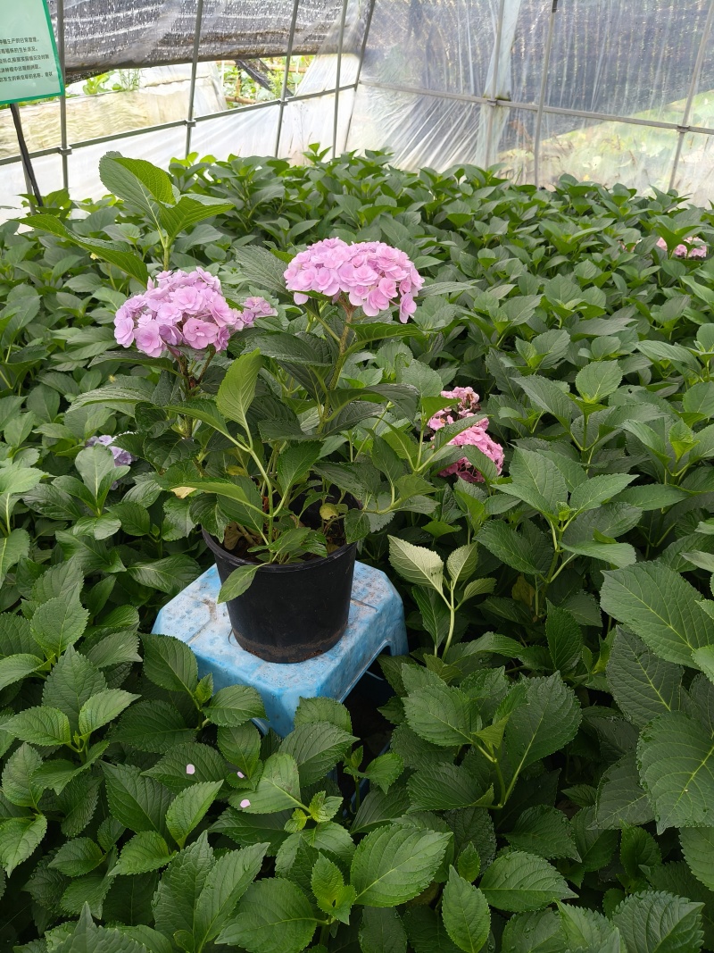 法国绣球花无尽夏2加伦，价格美丽，欢迎订购。