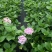 法国绣球花无尽夏2加伦，价格美丽，欢迎订购。