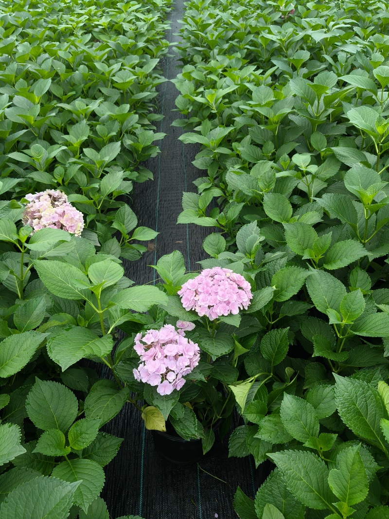法国绣球花无尽夏2加伦，价格美丽，欢迎订购。