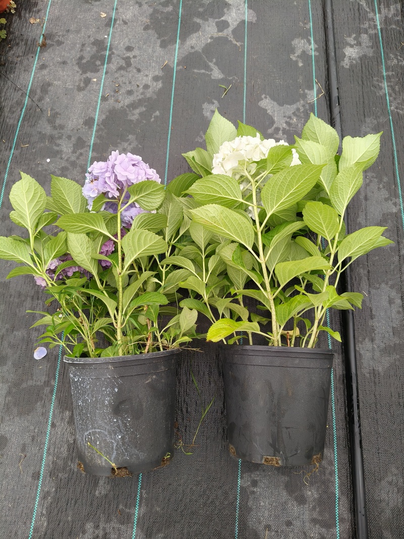 法国绣球花无尽夏2加伦，价格美丽，欢迎订购。