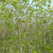 美国黑核桃树苗山核桃树苗