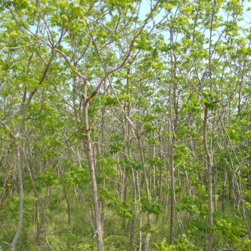 美国黑核桃树苗山核桃树苗