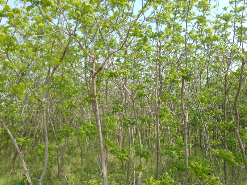 美国黑核桃树苗山核桃树苗