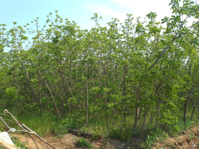 美国黑核桃树苗山核桃树苗