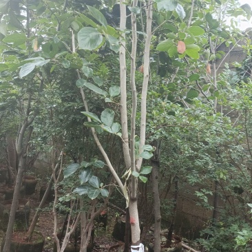 柿子树
