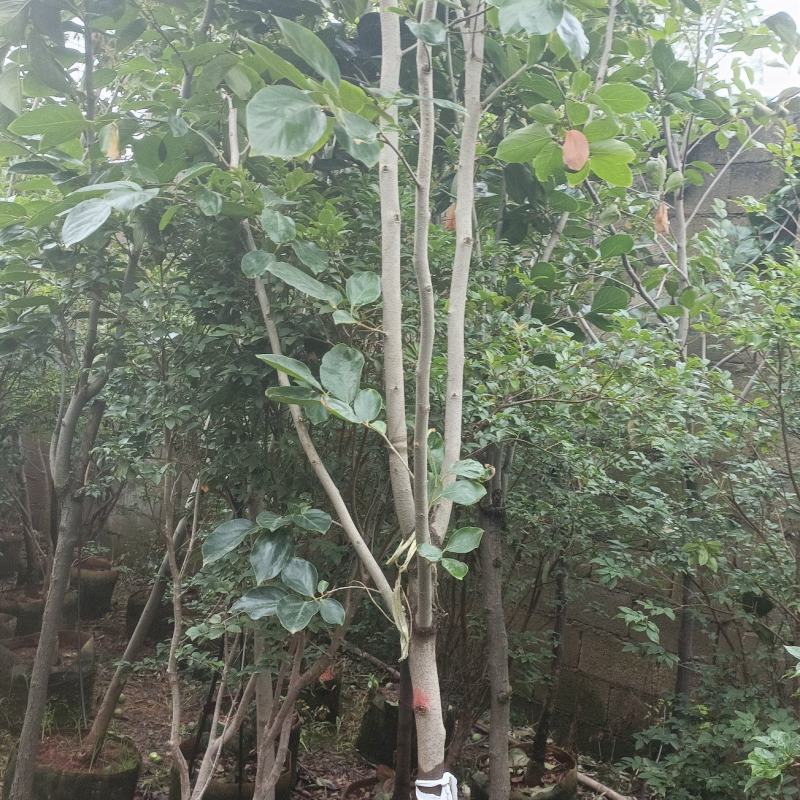 柿子树