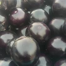 紫光圆茄大量上市中产地货源货源充足欢迎客商订货