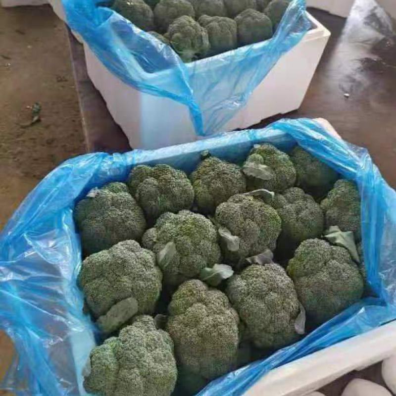 优质西兰花产地直发货源充足质量好价格优量大优惠