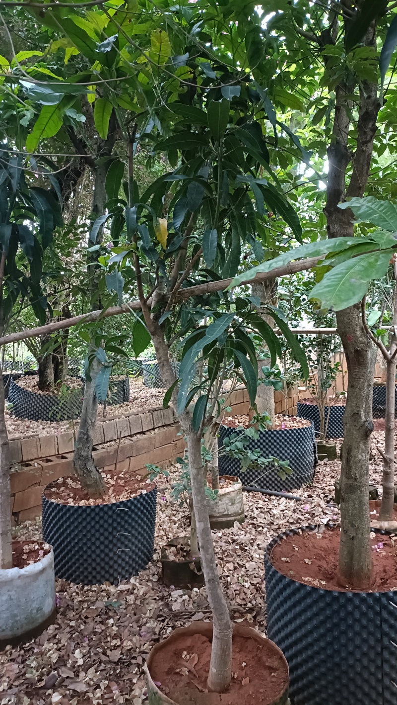 芒果树