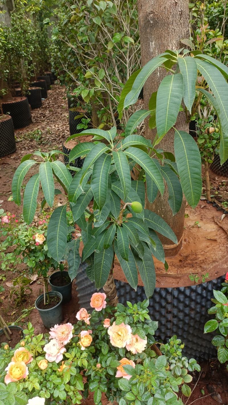 芒果树