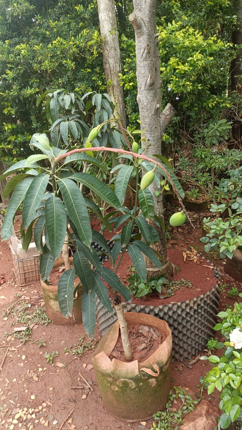 芒果树