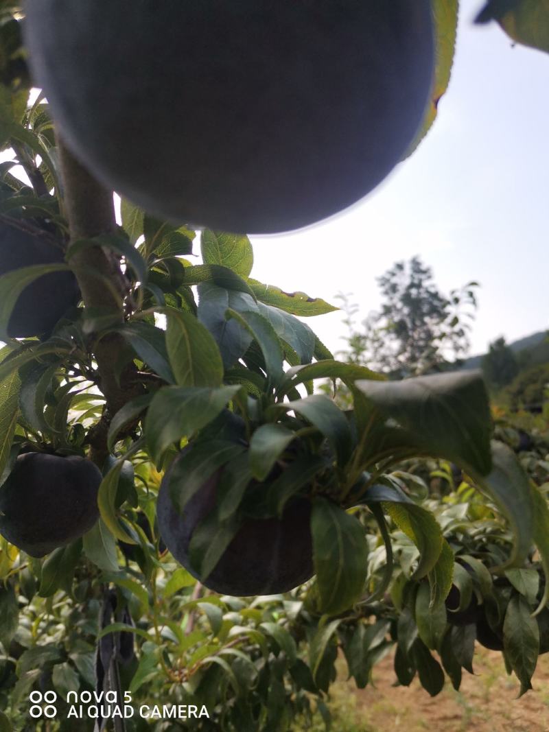 黑宝石李子大量有货