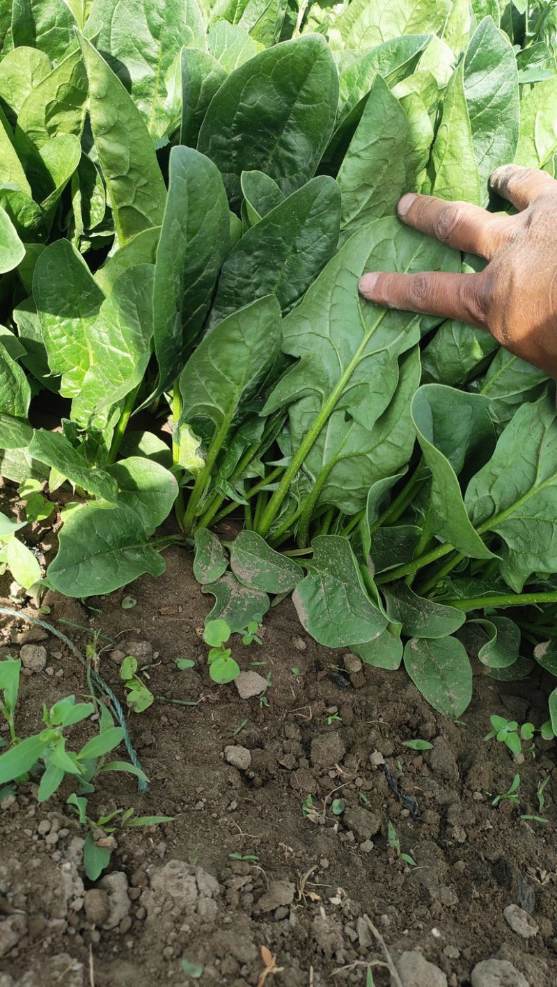 大叶菠菜