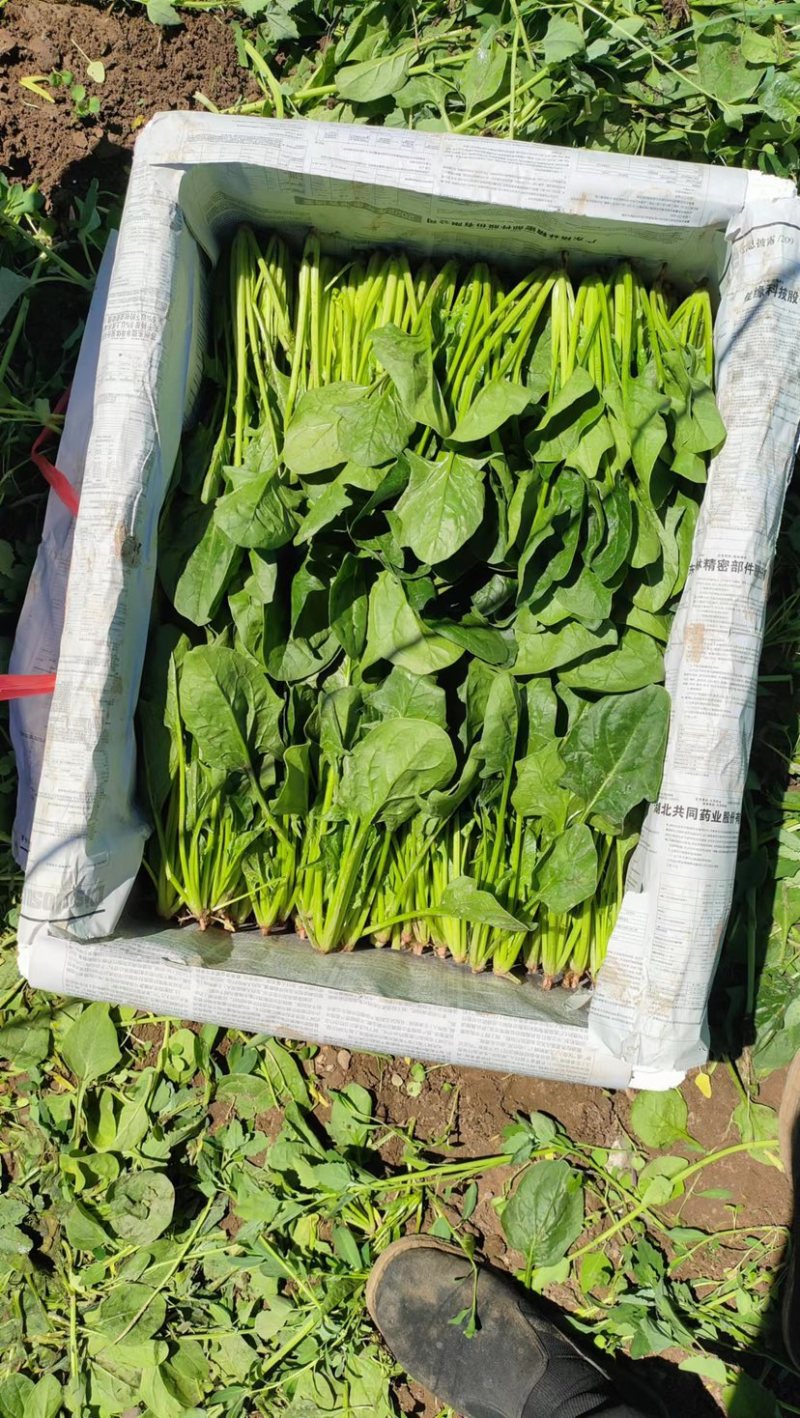大叶菠菜