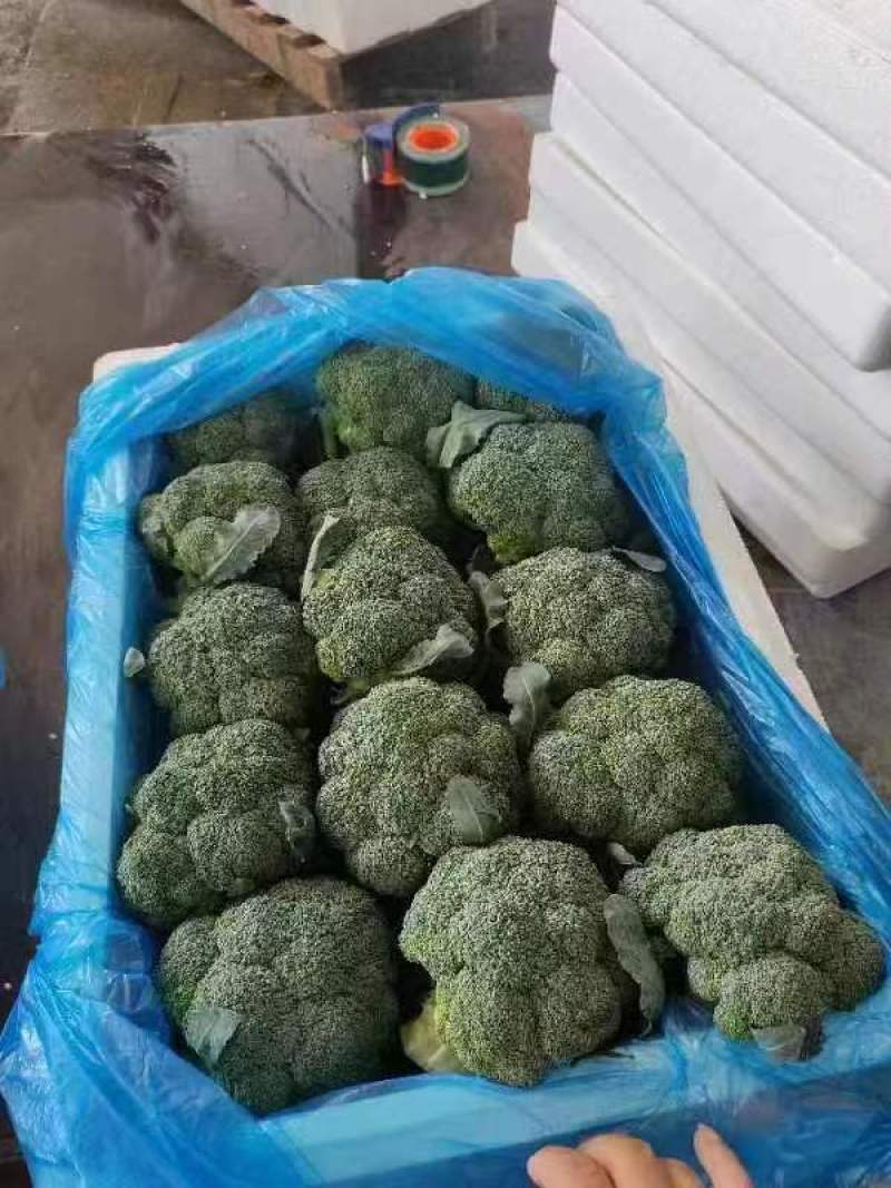 优质西兰花产地直发货源充足质量好价格优量大优惠