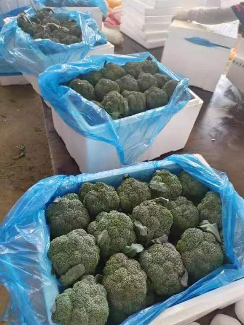 优质西兰花产地直发货源充足质量好价格优量大优惠