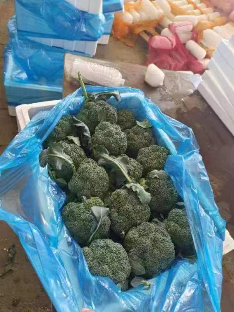 优质西兰花产地直发货源充足质量好价格优量大优惠