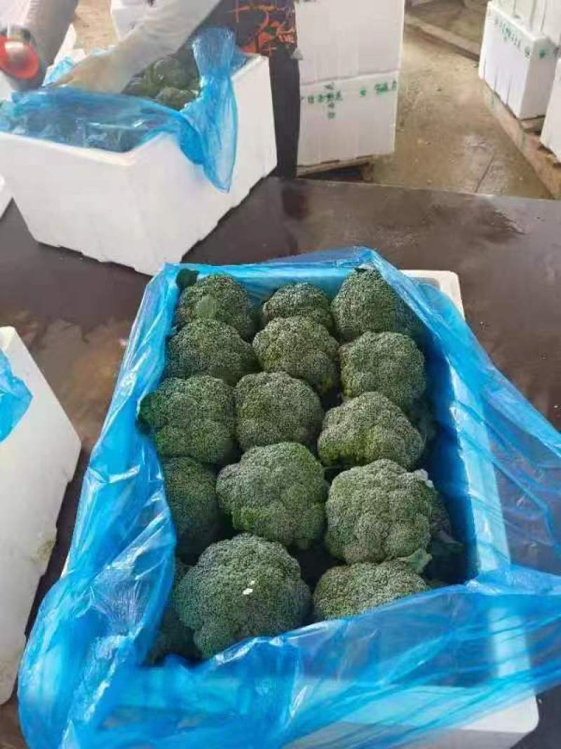 优质西兰花产地直发货源充足质量好价格优量大优惠