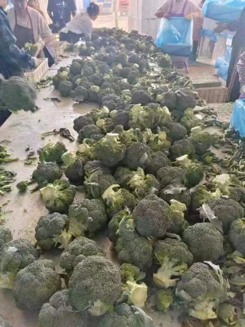 优质西兰花产地直发货源充足质量好价格优量大优惠