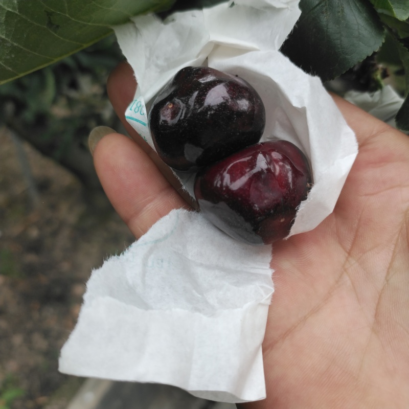 套袋黑珍珠