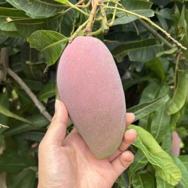 贵妃芒，海南三亚芒果皮薄肉厚，水嫩多汁，产地直供现摘现发