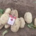 推荐黄心土豆沃土5号货源充足量大从优质量保证供电商