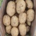 推荐黄心土豆沃土5号货源充足量大从优质量保证供电商