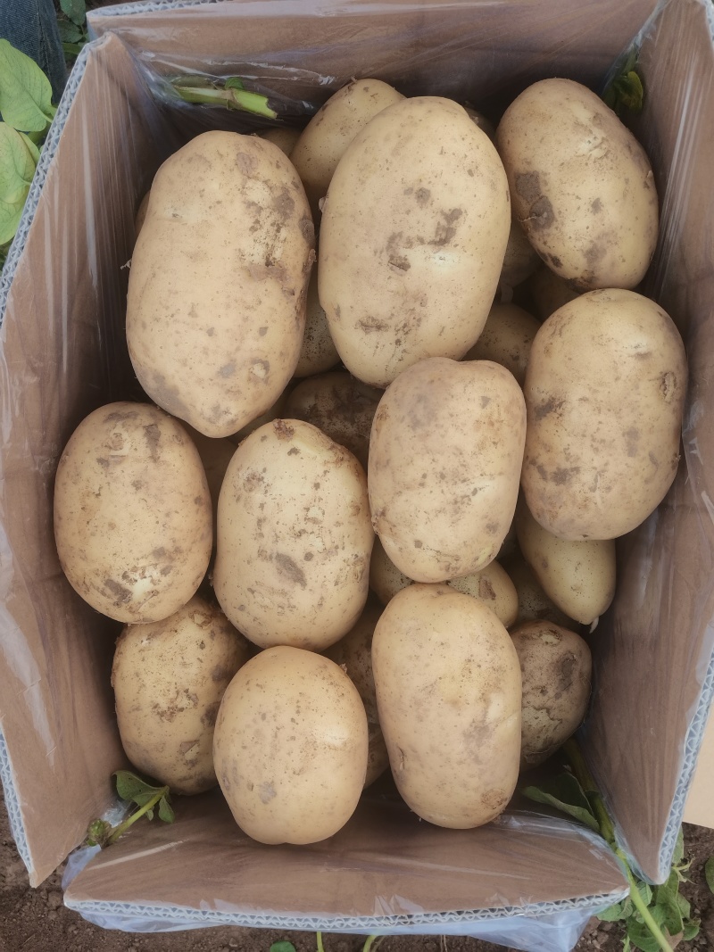 推荐黄心土豆沃土5号货源充足量大从优质量保证供电商