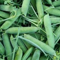 精品新鲜豌豆荚，质优价廉，保证质量。全国。