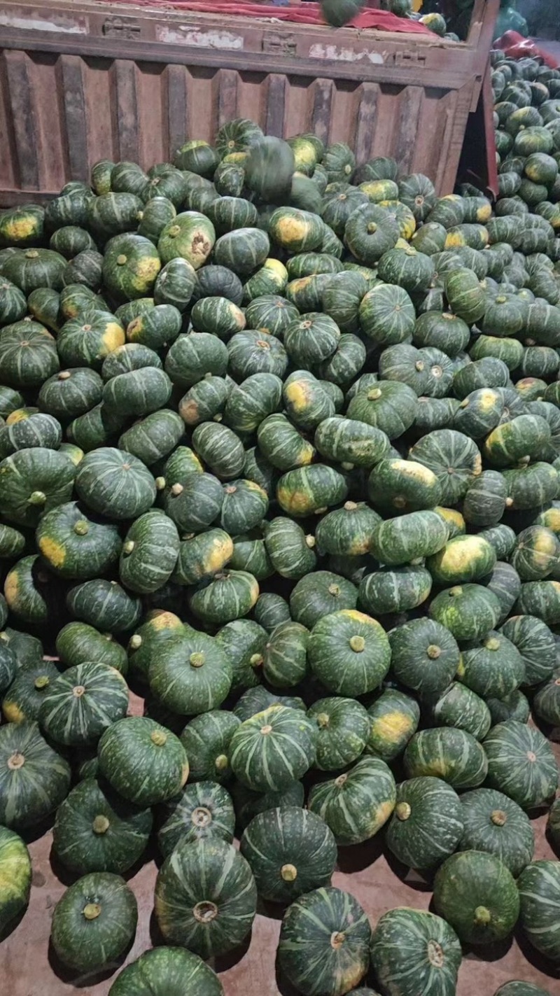 【推荐】板栗南瓜头茬精品货可分级打包货靓价全国发货
