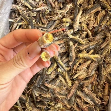2024新纯母去翅满籽土蚂蚱。高蛋白。营养价值很高