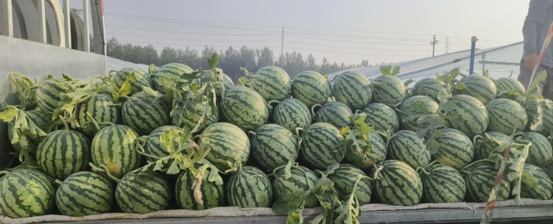 美都精品无籽麒麟瓜个头均匀不大，6-10斤皮薄，保熟，包甜