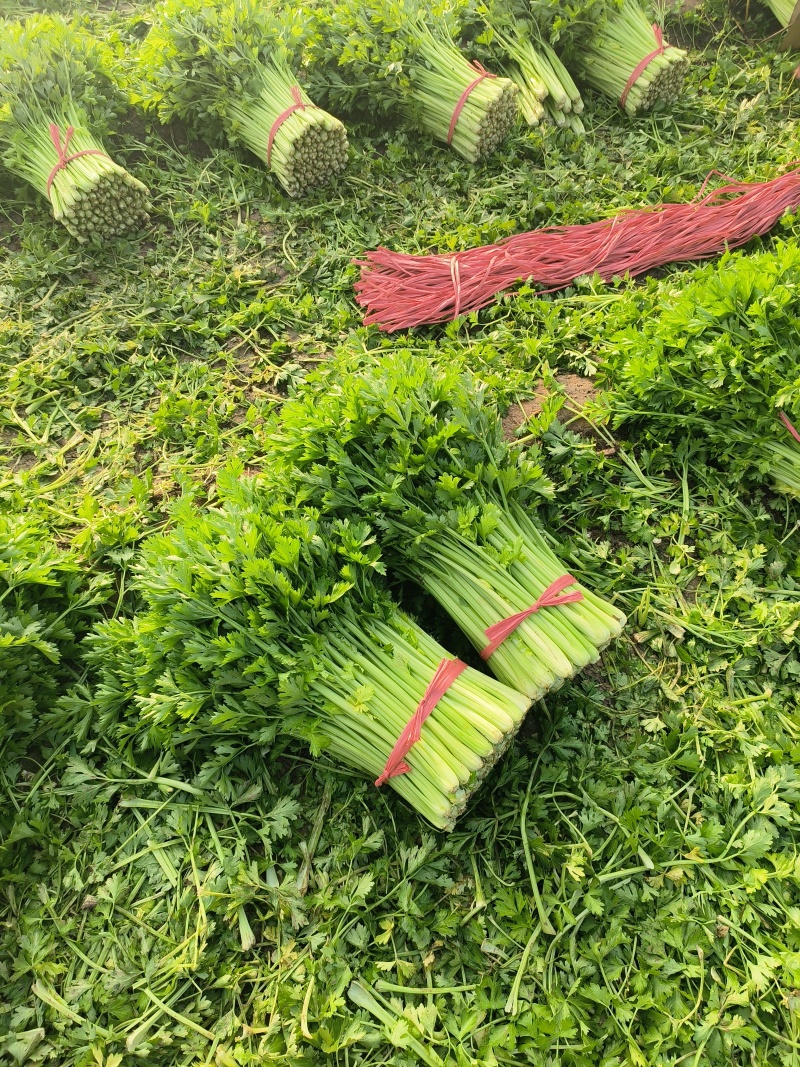 万亩芹菜基地精品芹菜产地直供中小颗芹菜诚信代收