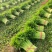 万亩芹菜基地精品芹菜产地直供中小颗芹菜诚信代收