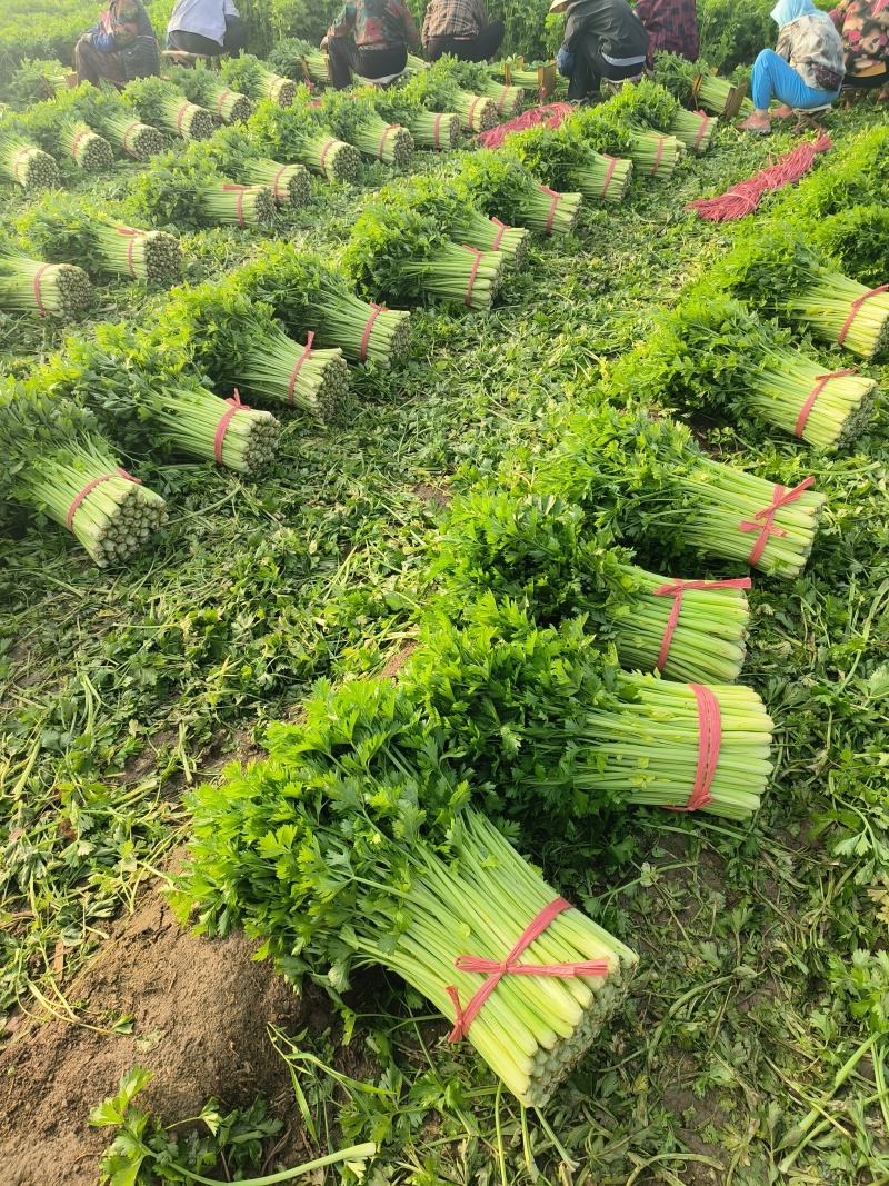 万亩芹菜基地精品芹菜产地直供中小颗芹菜诚信代收