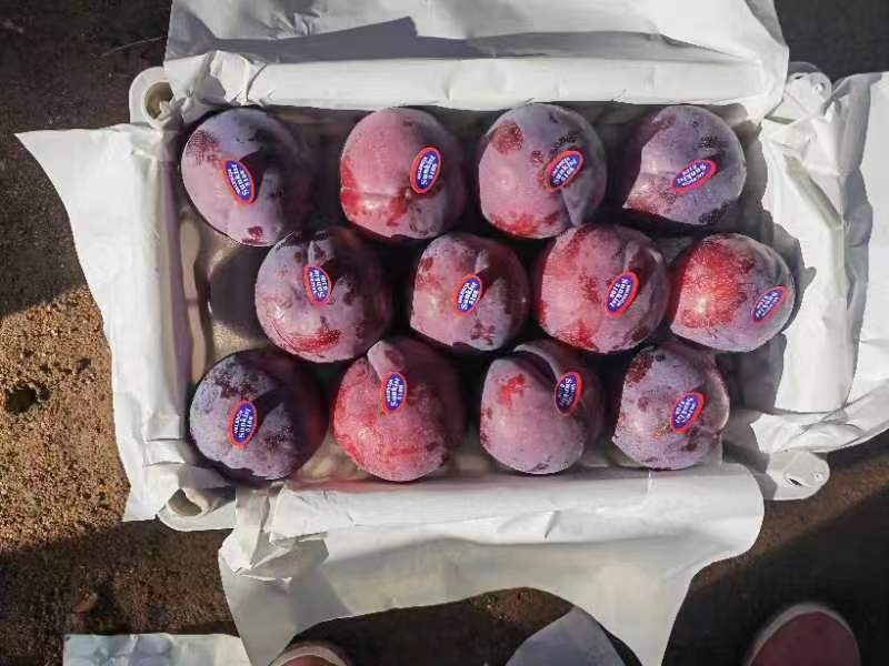 黑布林大量上市，量大从优。各种李子