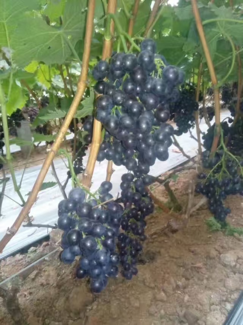 山东玫瑰香葡萄产地批发万亩葡萄基地口感香甜